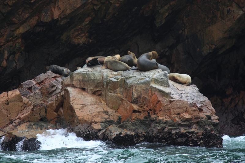 1143-Isole Ballestas,19 luglio 2013.JPG